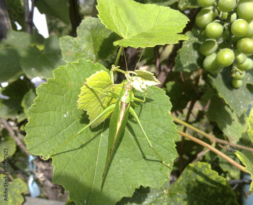 A green grasshopper on the vineyard foliage photo