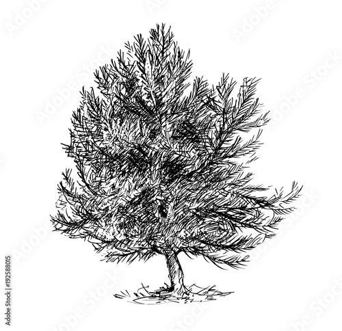 Cartoon vector doodle drawing illustration of pine conifer or coniferous tree.