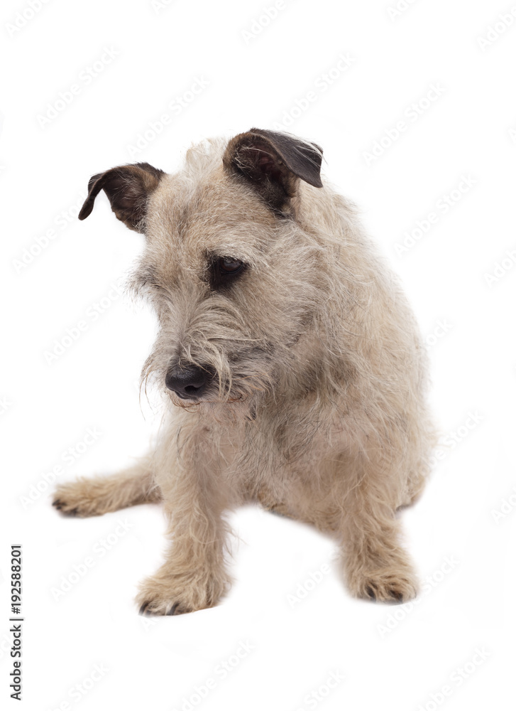 Nice dog - schnauzer