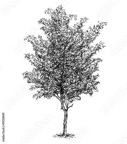 Cartoon vector doodle drawing illustration of broadleaved or deciduous beech tree.