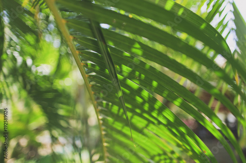 Palm branch with green leaves. In the background the jungle. Sunny bright day.