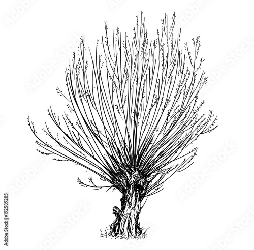 Cartoon vector doodle drawing illustration of broadleaved or deciduous willow or sallow at spring. Tree trimmed for basketry or wicker.
