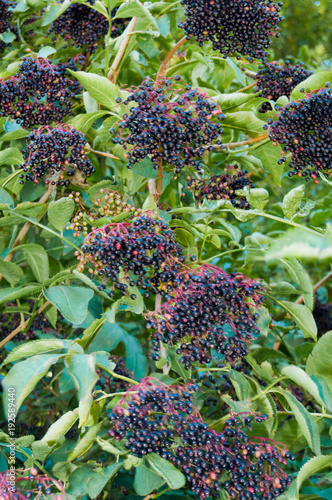 Elderberry or sambucus fruits on tree