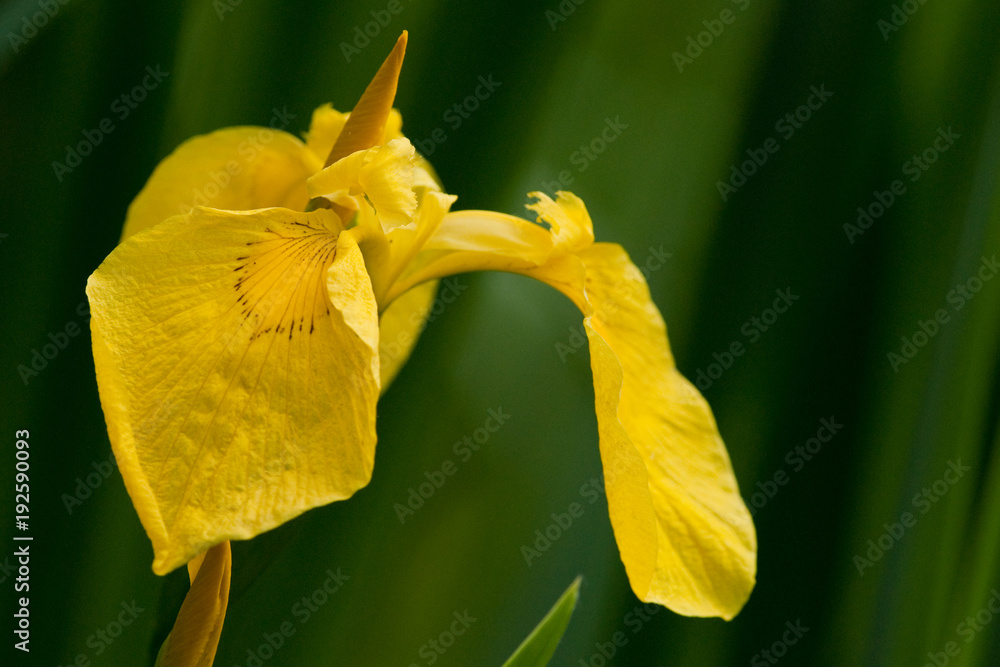 Fototapeta premium Yellow Flag Iris Wild