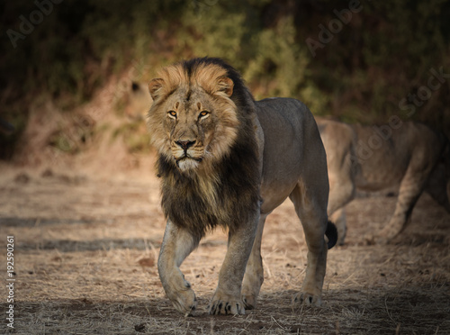 M  nnlicher L  we  Panthera Leo  auf Patrouille in Botswana
