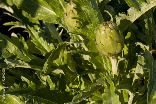 Rripe Artichoke in a garden photo