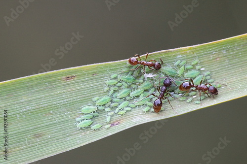 Foto Ants herding aphids