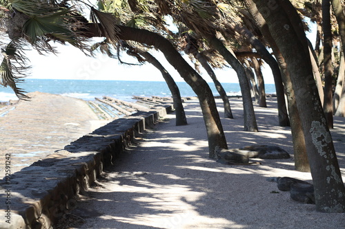 枇榔樹の茂る青島 photo