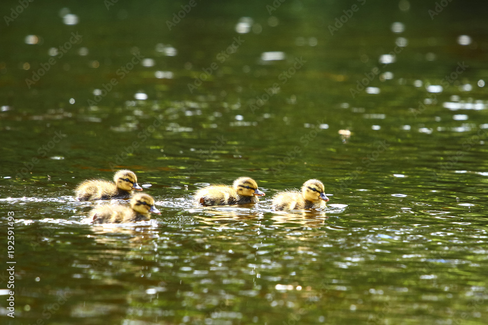 Young baby mallard ducklings separated from their mother swimming on the river