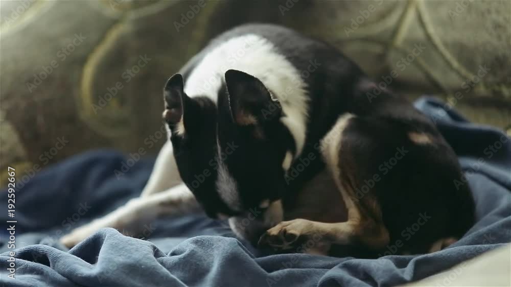 A small chihuahua dog licks his paw before going to bed, lying in a soft armchair. Stock 비디오