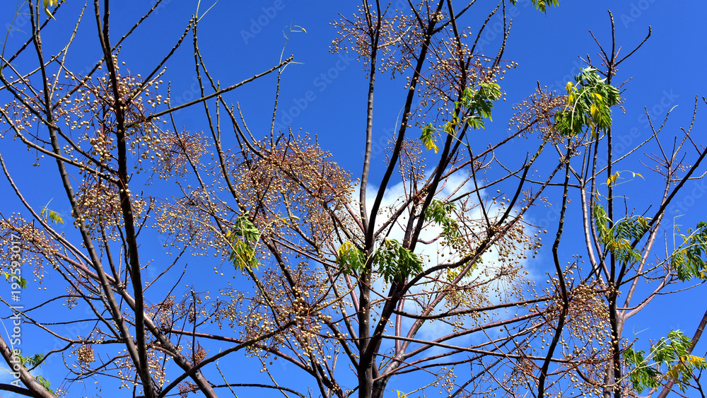 Tree branches against the bright blue sky, spring background. Tree branches against the bright blue sky, spring background.