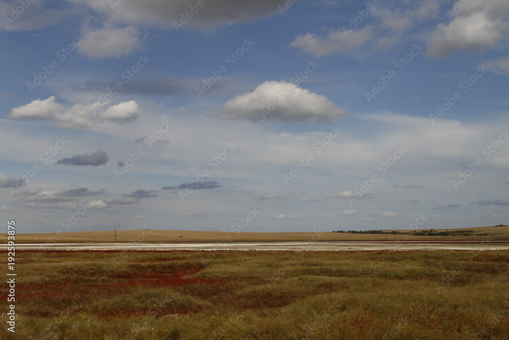 Landscape with salt field and salicornia europaea