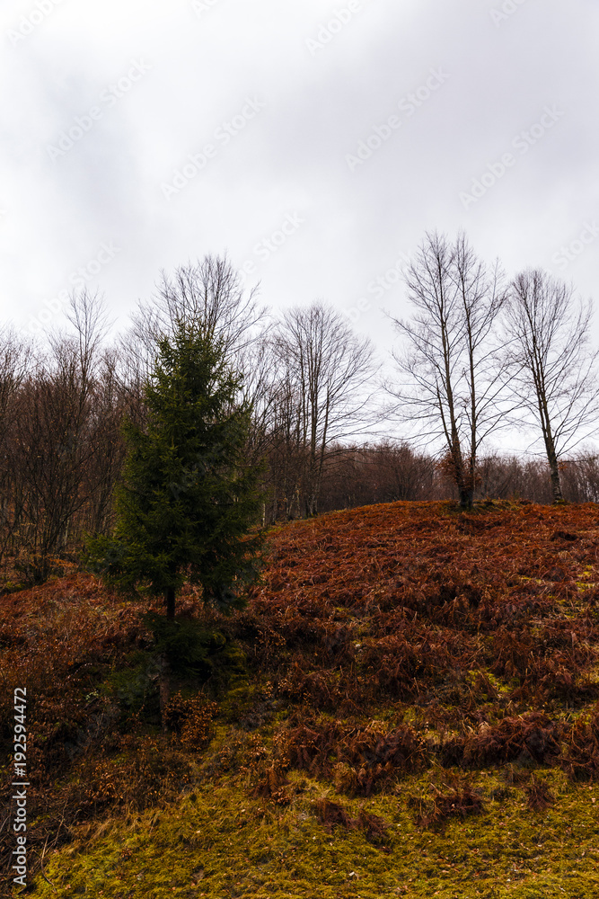 landscape with hills forested autumn landscape with hills forested autumn