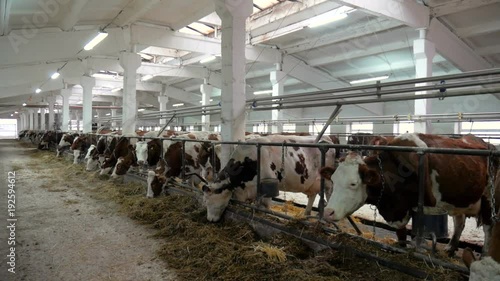 Dairy cows red white eat in the stable