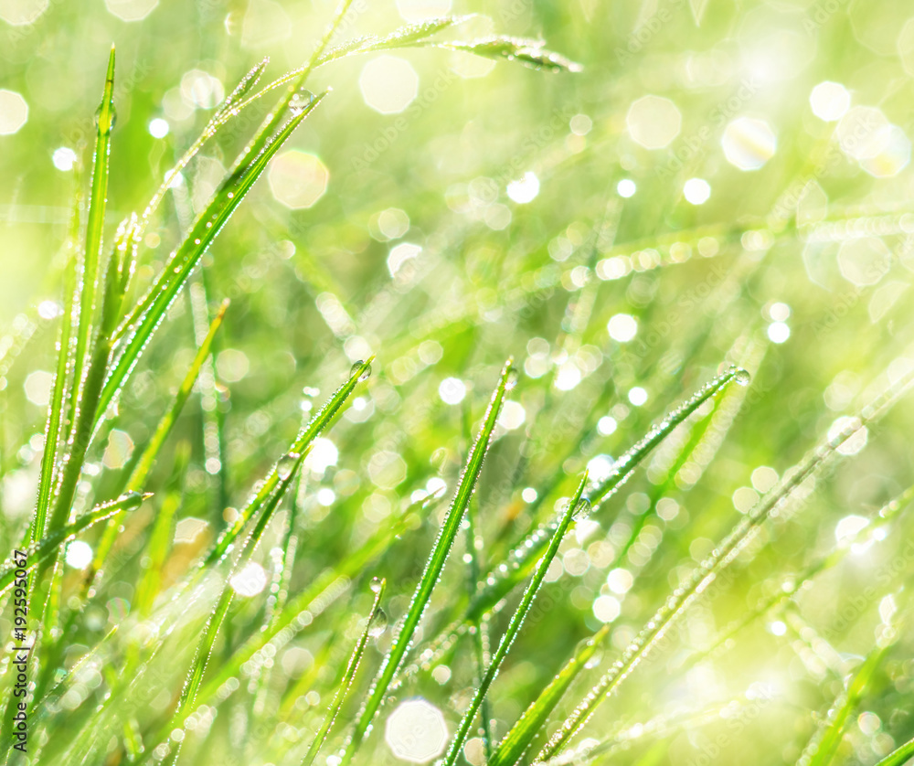 Green grass in drops of dew in the sunlight