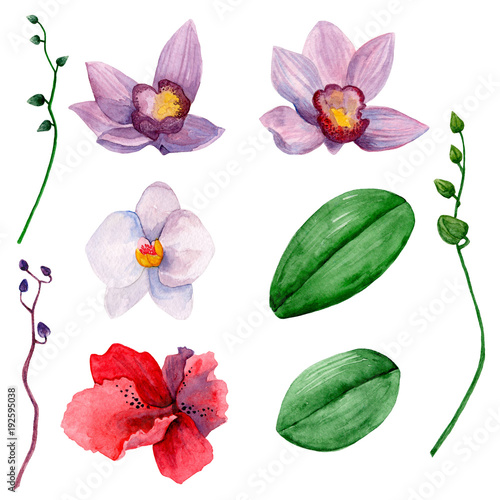 Hawaiian flowers clipart. Watercolor orchids clip art 