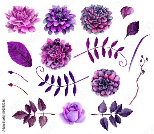 Fototapeta Naklejka Na Ścianę i Meble -  Watercolor purple flowers clipart. Floral clip art