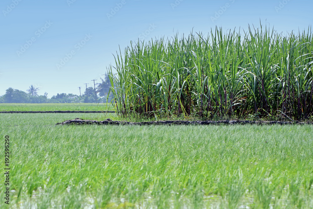 Obraz premium Rice plant in Indian field with Sugarcane 