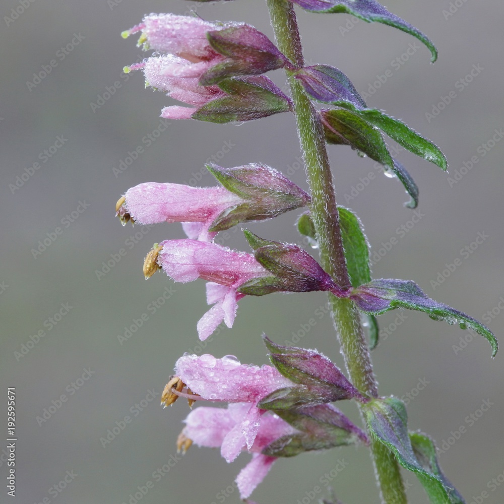 Red Bartsia, Odontites vulgaris Red Bartsia, Odontites vulgaris