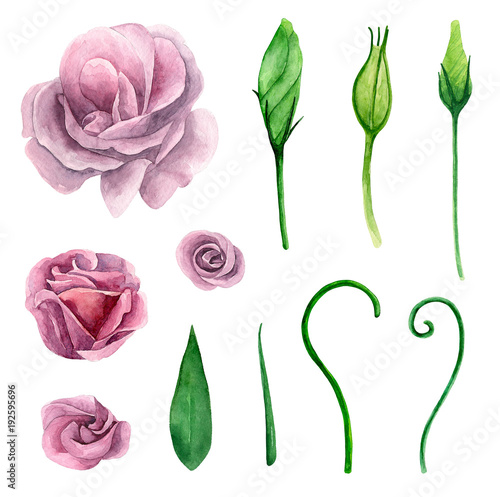 Watercolor eustoma. Purple ...