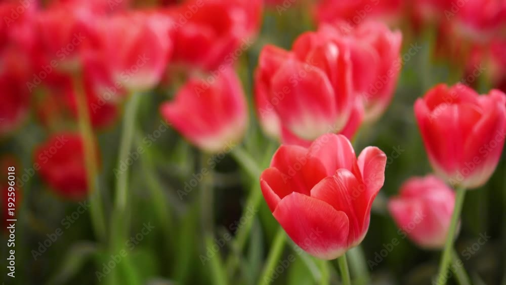 Beautiful Red Tulips, Flower background Beautiful Red Tulips, Flower background