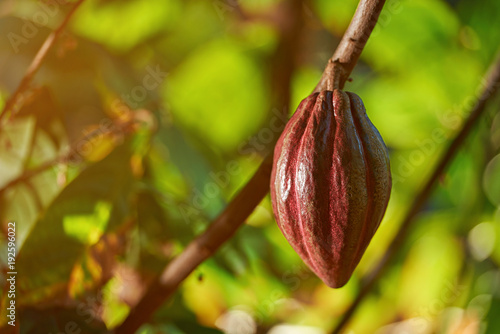 Organic cacao pod fruit