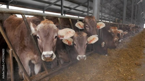Cows are eating hay inside big barn slow motion. cold breath