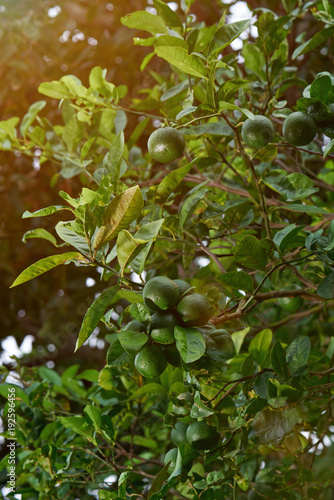Limes growing on tree