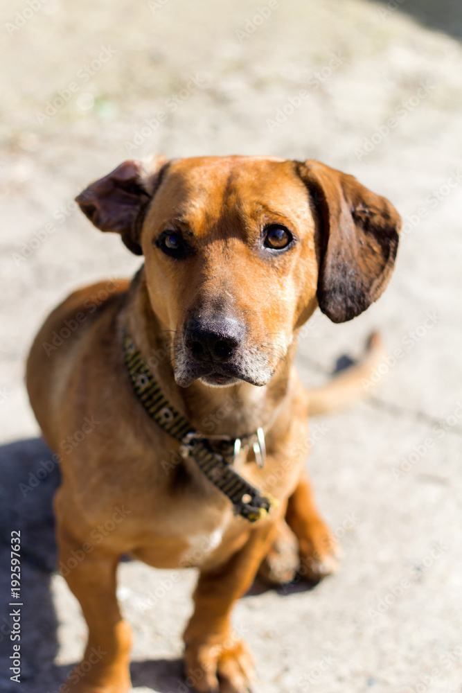 cute brown dog portrait looking at the camera