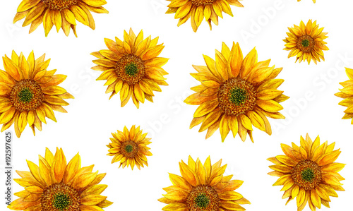 Watercolor sunflower. Rustic pattern. Country yellow flowers background 