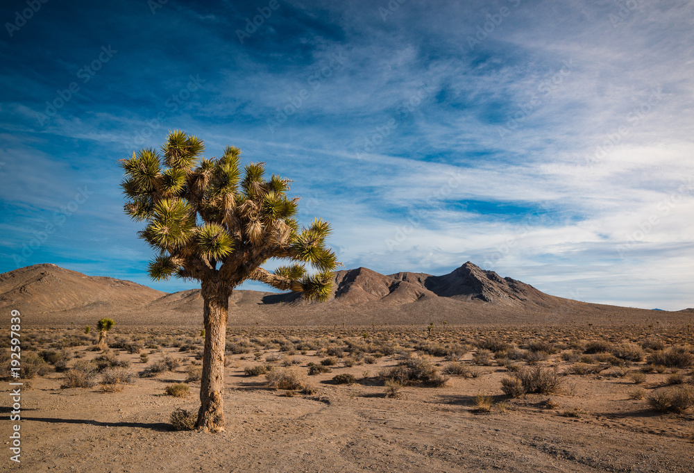 arbre de Jésus dans le désert.