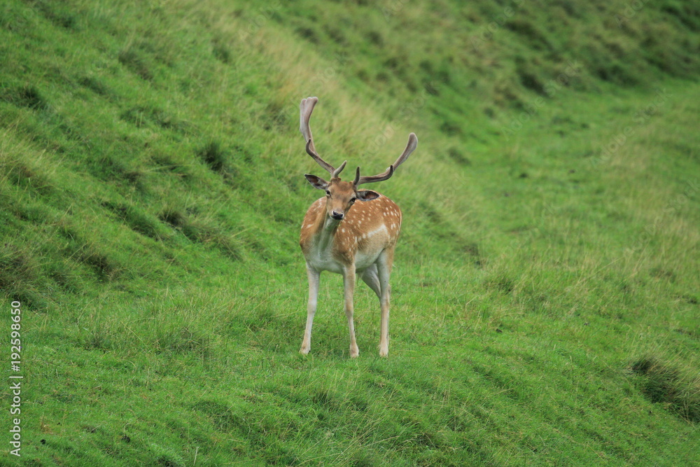 Wild deer with big horns grazes on a green grass. Wild deer with big horns grazes on a green grass.