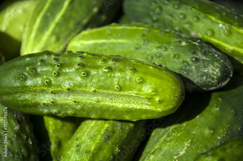 Green cucumbers - background