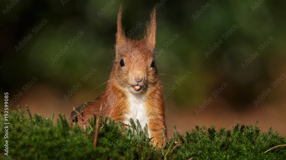 Red Squirrel in winter Red Squirrel in winter