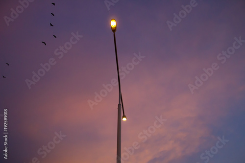 street pole light with family of natural and real united birds with sunset from the city of porto alegre to the background