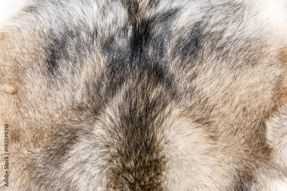 Close up fluffy hair skin of dog. Animal skin concept and background.