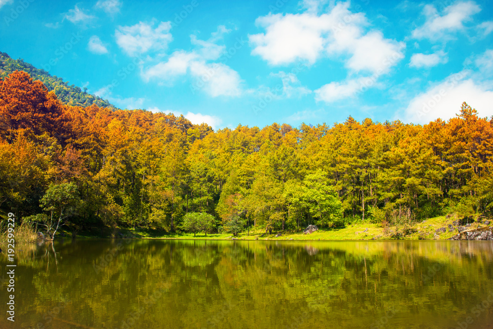 Beautiful view trees forest scene nature background