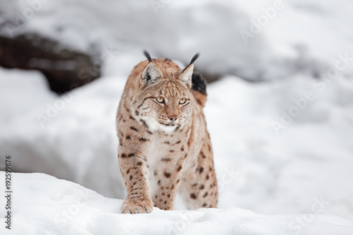 Eurasian lynx  lynx lynx  Germany