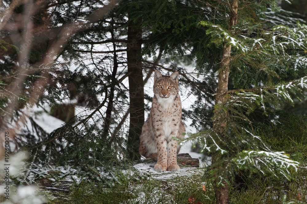 Naklejka premium Eurasian lynx, lynx lynx, Germany