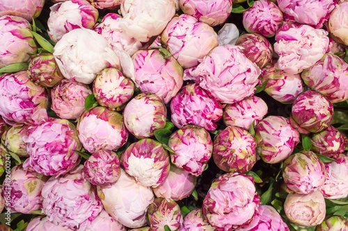 Bouquet of unbroken pink peonies, top view, background, macro