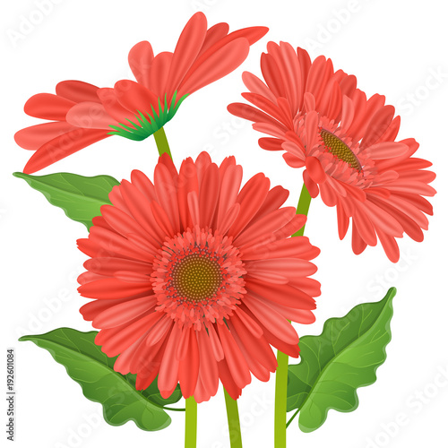 Fototapeta Naklejka Na Ścianę i Meble -  Three gerbera daisy flower with red petals in different position with green leaf. Vector illustration isolated on white