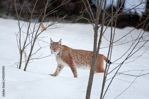 Eurasian lynx  lynx lynx  Germany