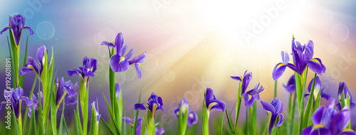 image of garden with flowers