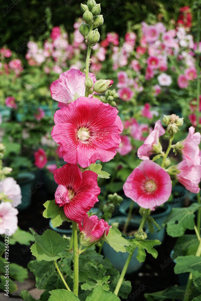 mallow or hollyhock blooming in summer mallow or hollyhock blooming in summer