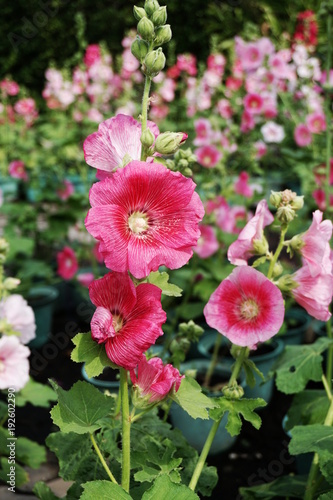 mallow or hollyhock blooming in summer