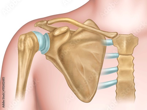 Fotografía Shoulder bones anatomy