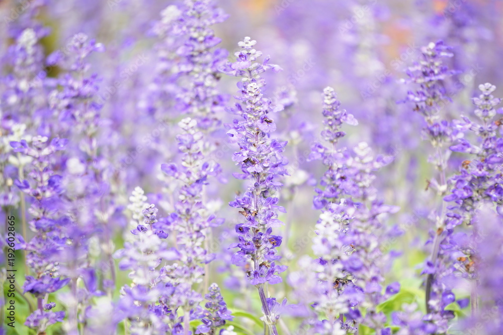 Naklejka premium lavender in field lavender