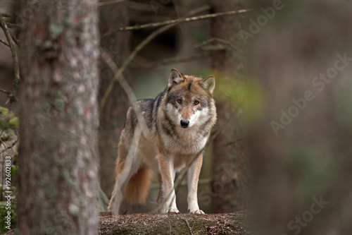 gray wolf  grey wolf  canis lupus