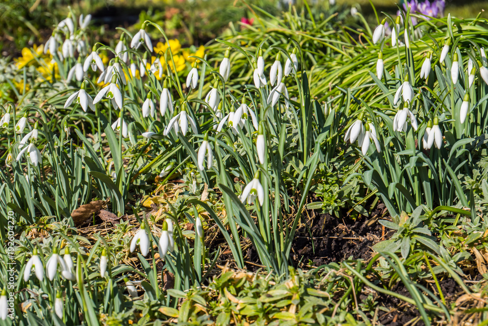 Obraz premium Schneeglöckchen Frühblüher