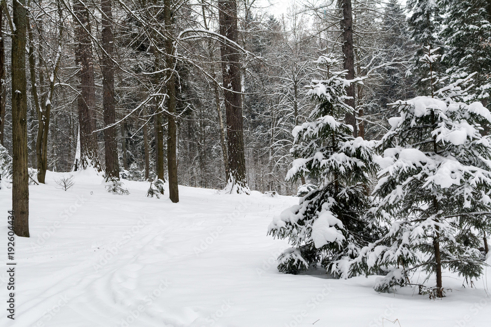 Ski tracks in snow-covered winter forest Ski tracks in snow-covered winter forest